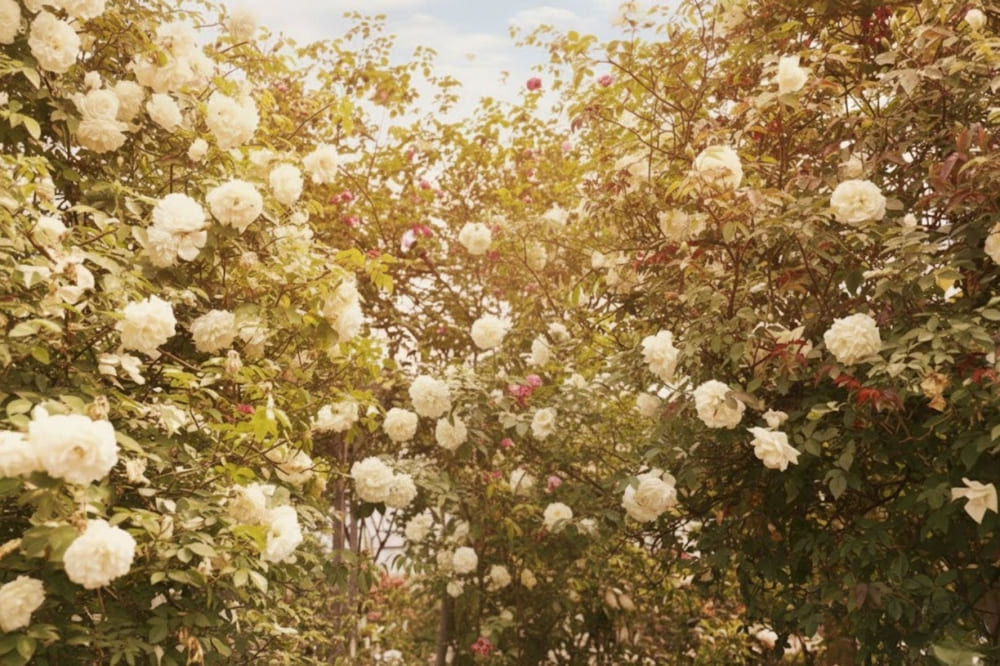 Vườn hồng cổ Sa Pa